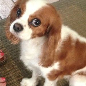 Meet your Posher, Shannon